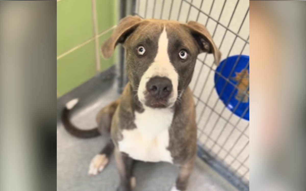 After being brought back to the shelter, Stella seemed like a shadow of her former self. The once lively and carefree puppy had lost her spark. It was heartbreaking to see her like this, but the shelter staff were determined to help her find her joy again