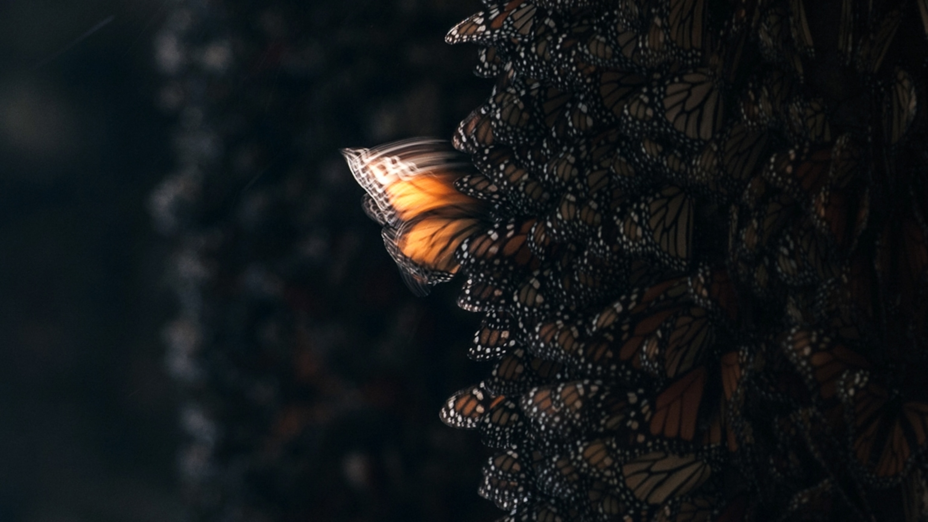 The butterfly effect has been portrayed in various forms of media, but its true scientific principles can aid in predicting the future