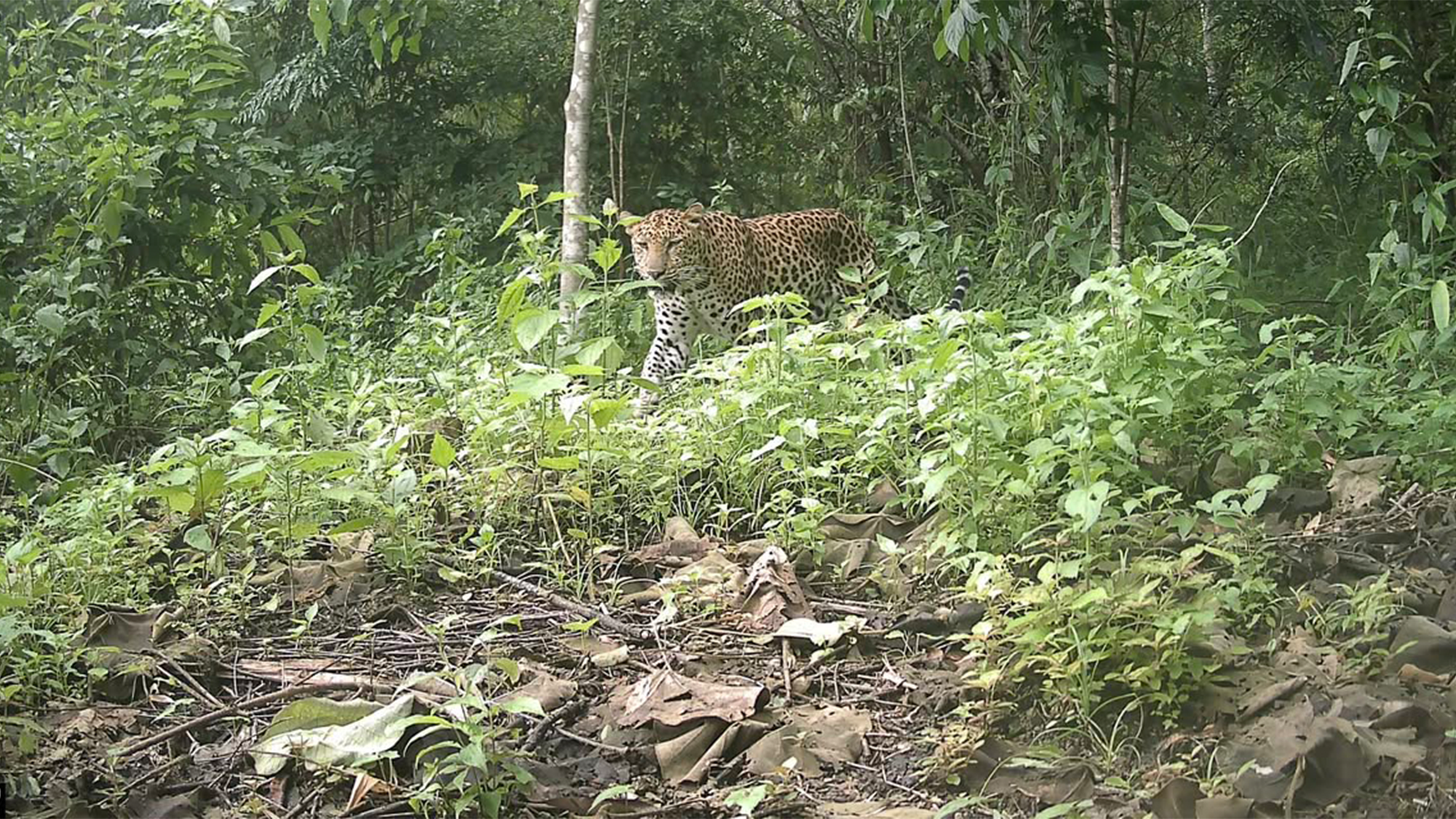 Newly captured footage of a rare and endangered leopard in Bangladesh has confirmed the continued existence of the species in the region. The elusive animal was caught on camera, providing exciting evidence of its presence. This discovery is significant for conservation efforts and highlights the importance of protecting these majestic creatures