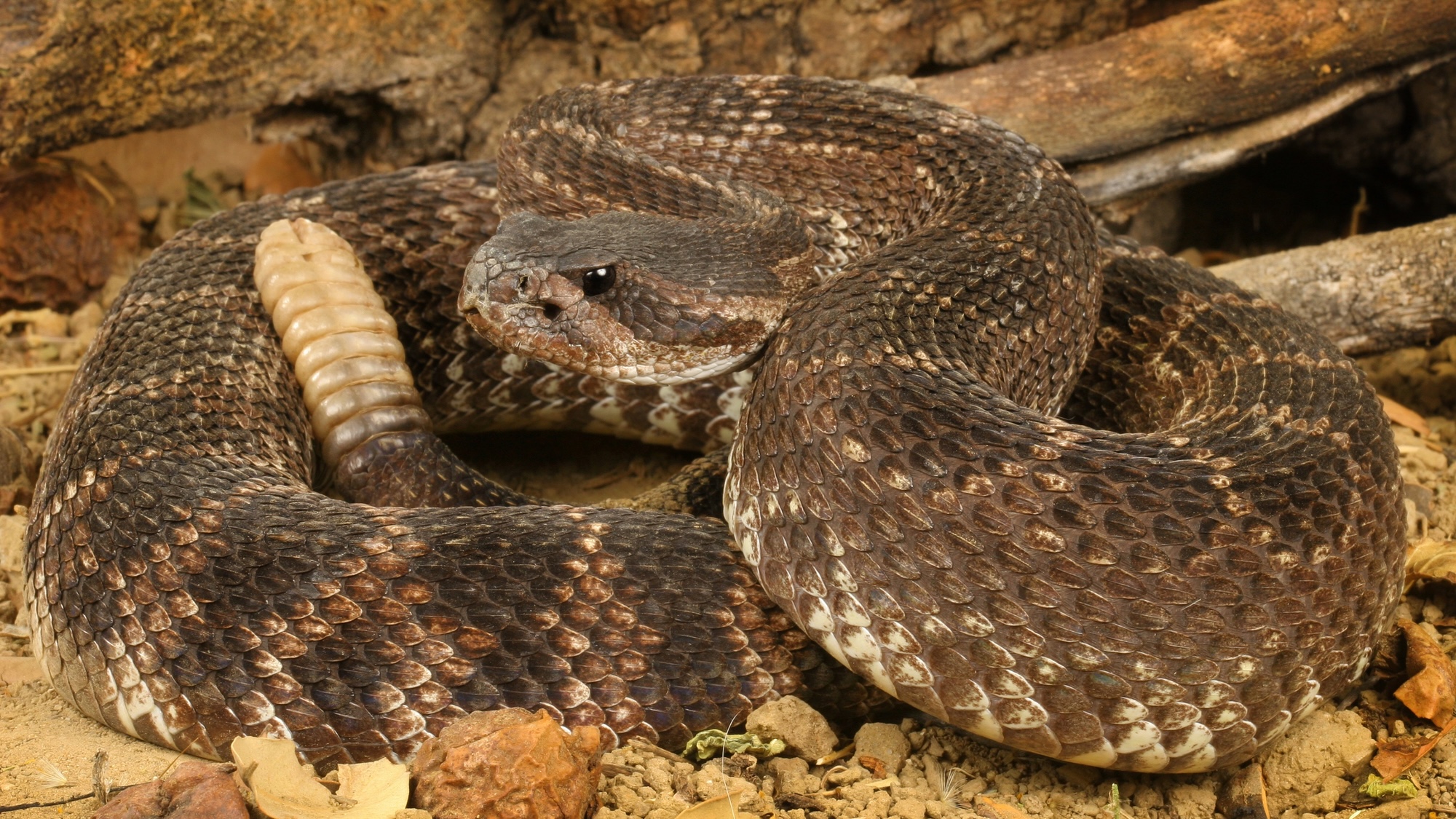 It is important to be cautious when encountering snakes during the spring season, as there may be an increase in rattlesnake bites. However, it is not fair to solely blame the snakes for these occurrences
