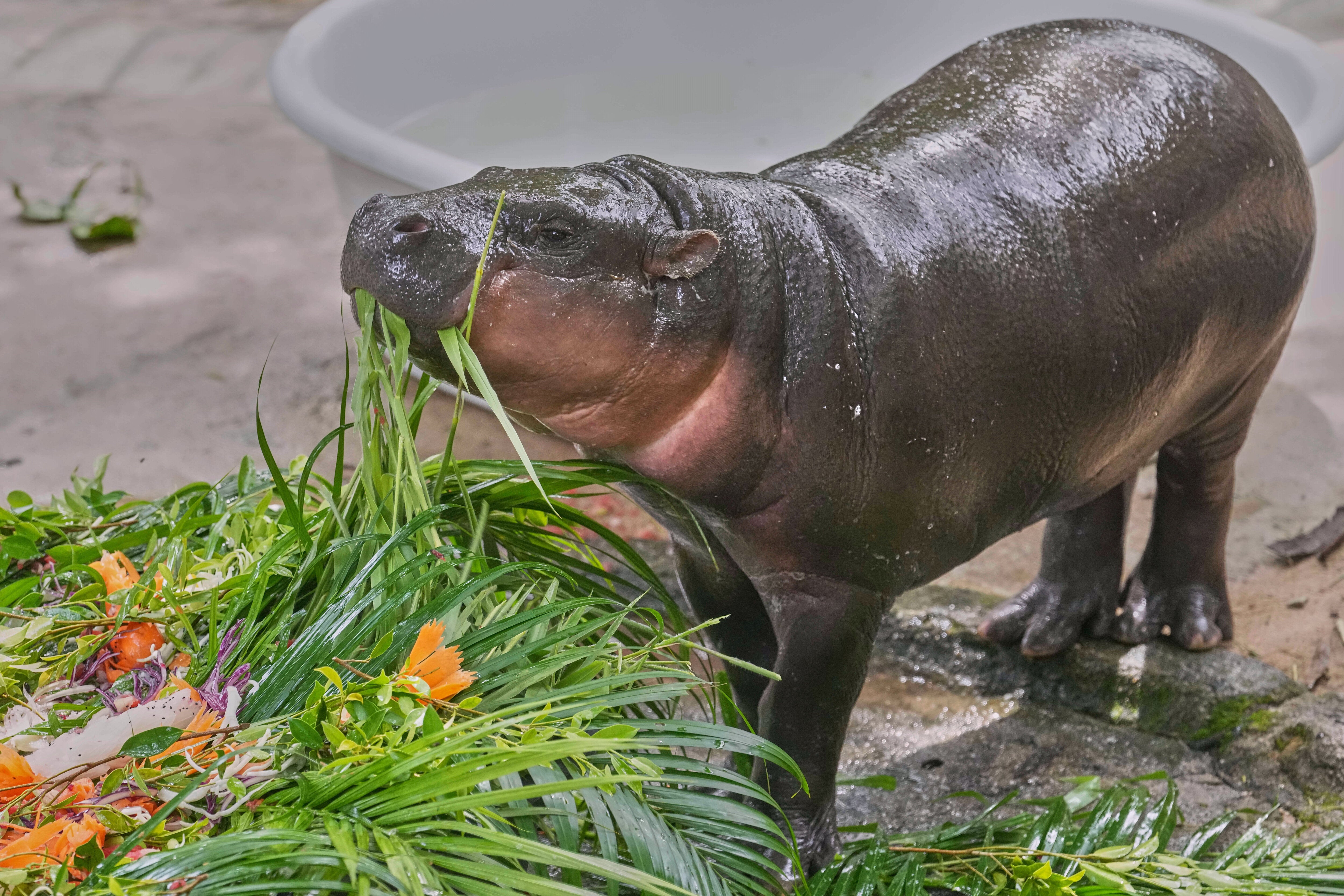 Fans eagerly snapped photos of the adorable baby hippo and sang "Happy birthday" as she was presented with a cake made of fresh fruits and vegetables. The celebration was captured on cameras and cell phones, showing the love and excitement for the special occasion